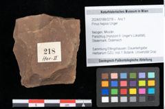 Foto (Objekt + Etikett) von Pinus hepios Unger (NHMW-GEO-2024-0188-0218)